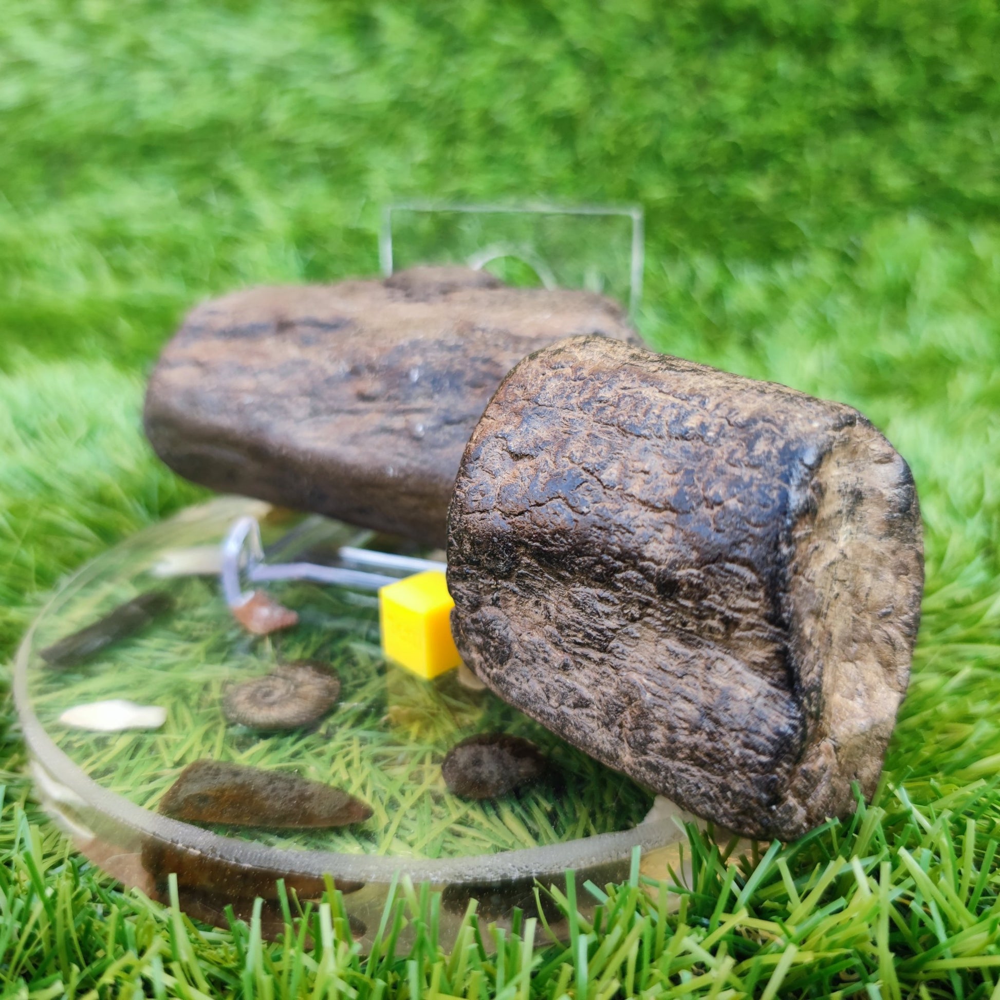 Fossil wood bundle North Yorkshire fossils Jurassic coast - North Yorkshire Fossils