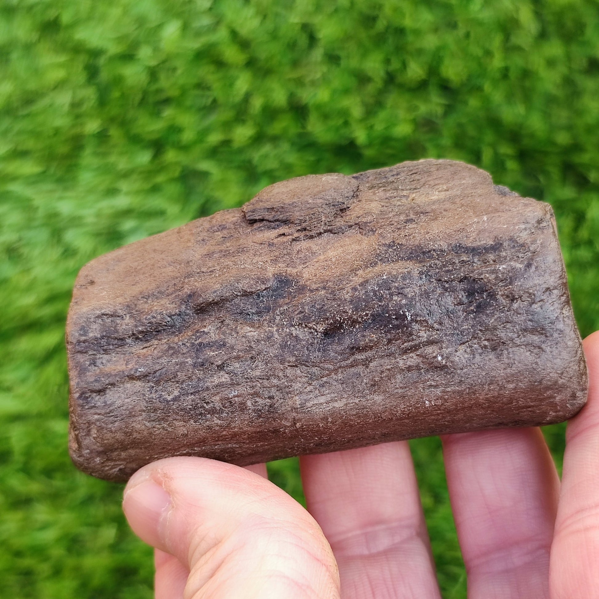 Fossil wood bundle North Yorkshire fossils Jurassic coast - North Yorkshire Fossils