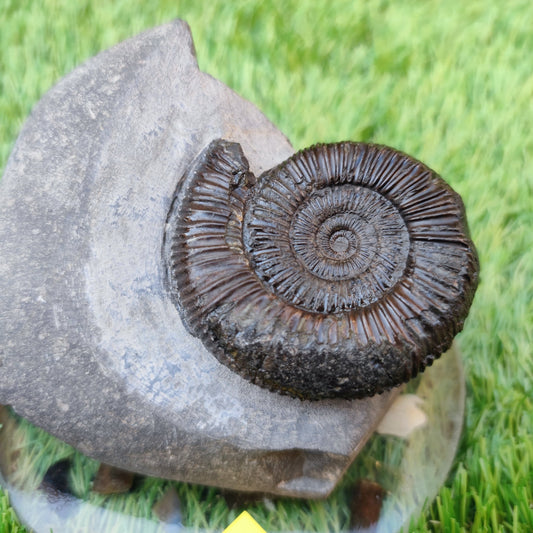 Free standing ammonite North Yorkshire fossils - North Yorkshire Fossils