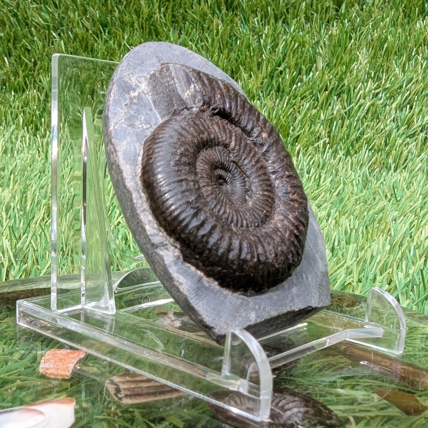 Free standing dactylioceras ammonite fossil - North Yorkshire Fossils
