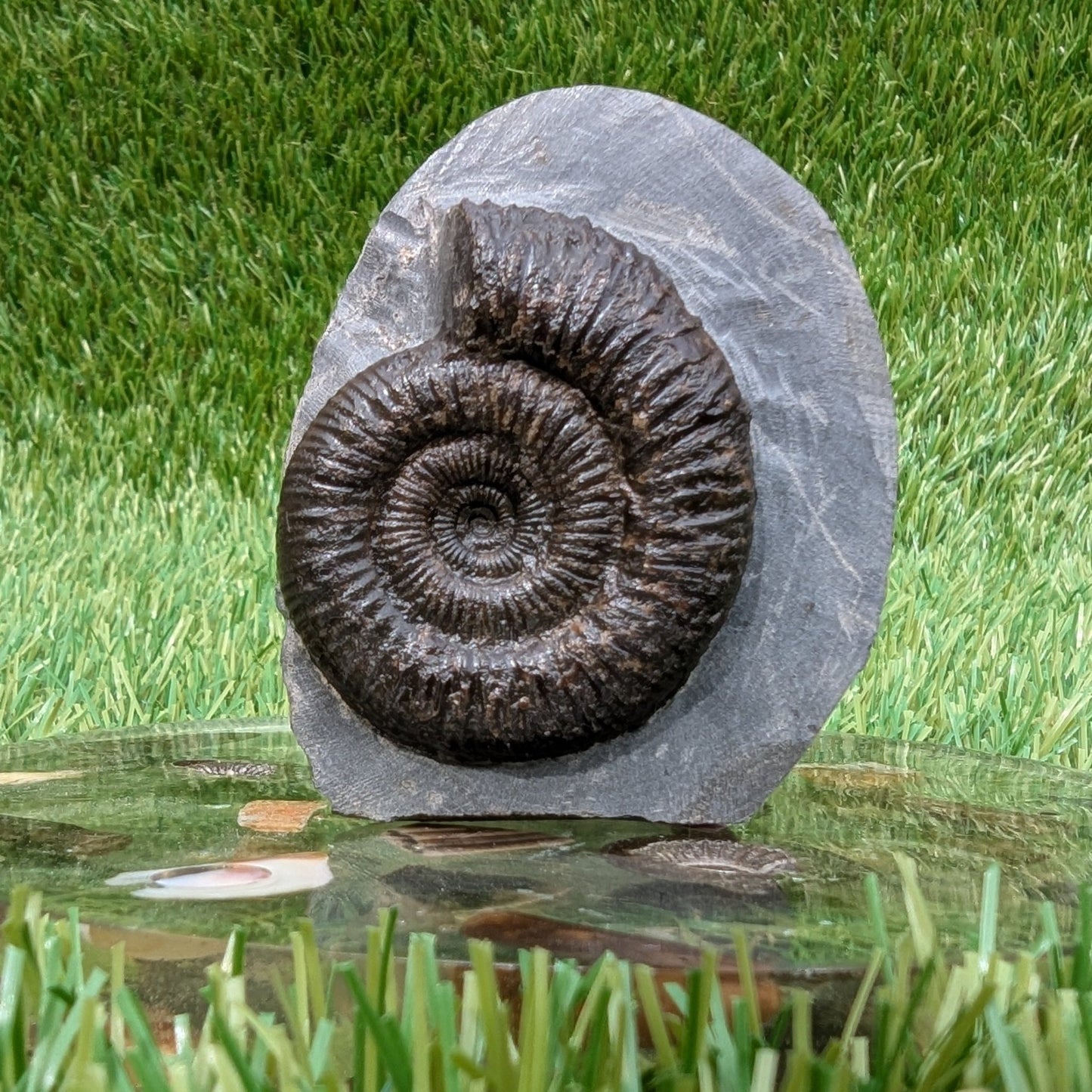 Free standing dactylioceras ammonite fossil - North Yorkshire Fossils