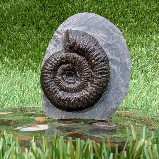 Free standing dactylioceras ammonite fossil - North Yorkshire Fossils