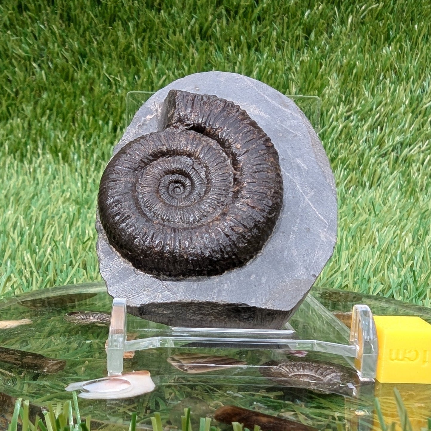 Free standing dactylioceras ammonite fossil - North Yorkshire Fossils