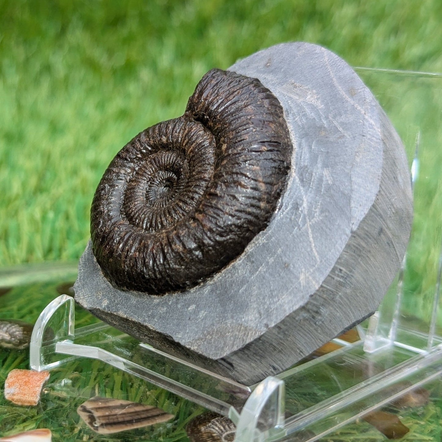 Free standing dactylioceras ammonite fossil - North Yorkshire Fossils