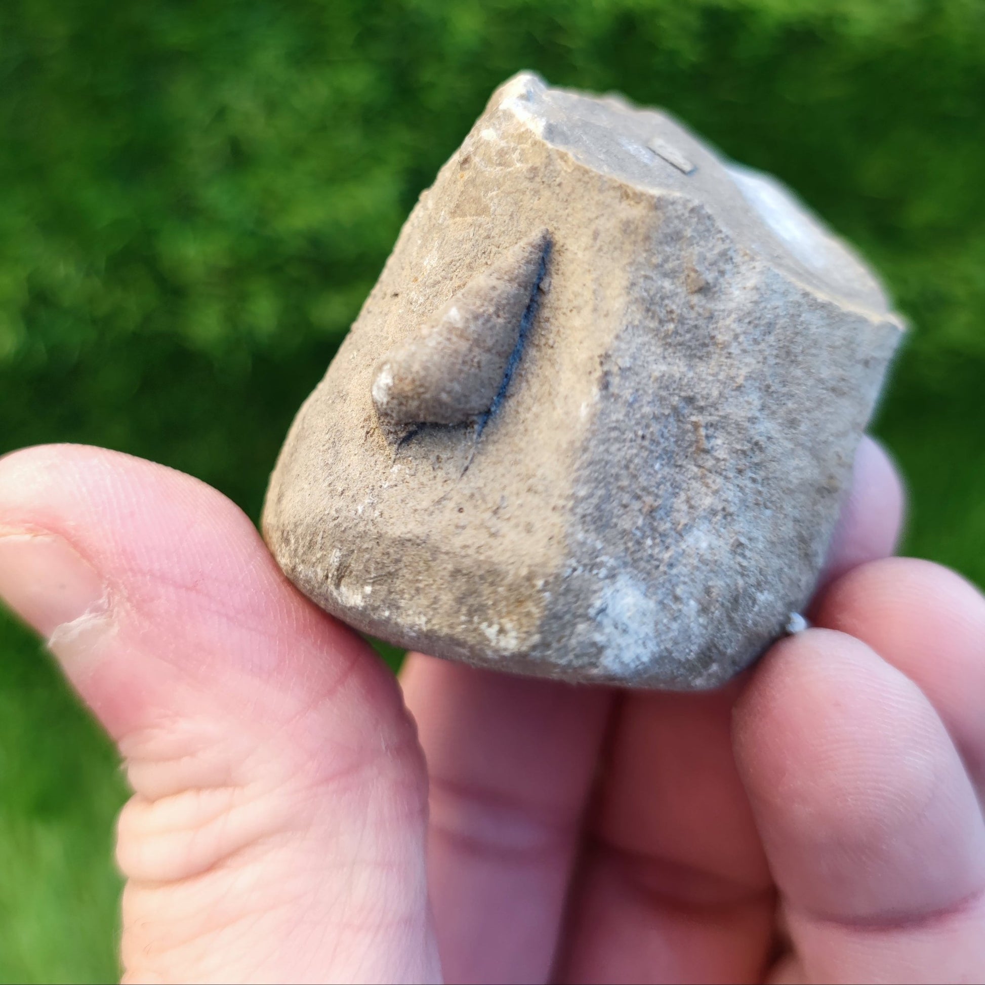 Free standing gastropod fossil - North Yorkshire Fossils