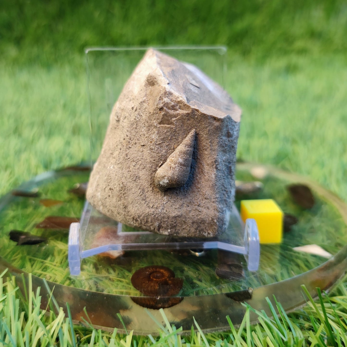 Free standing gastropod fossil - North Yorkshire Fossils