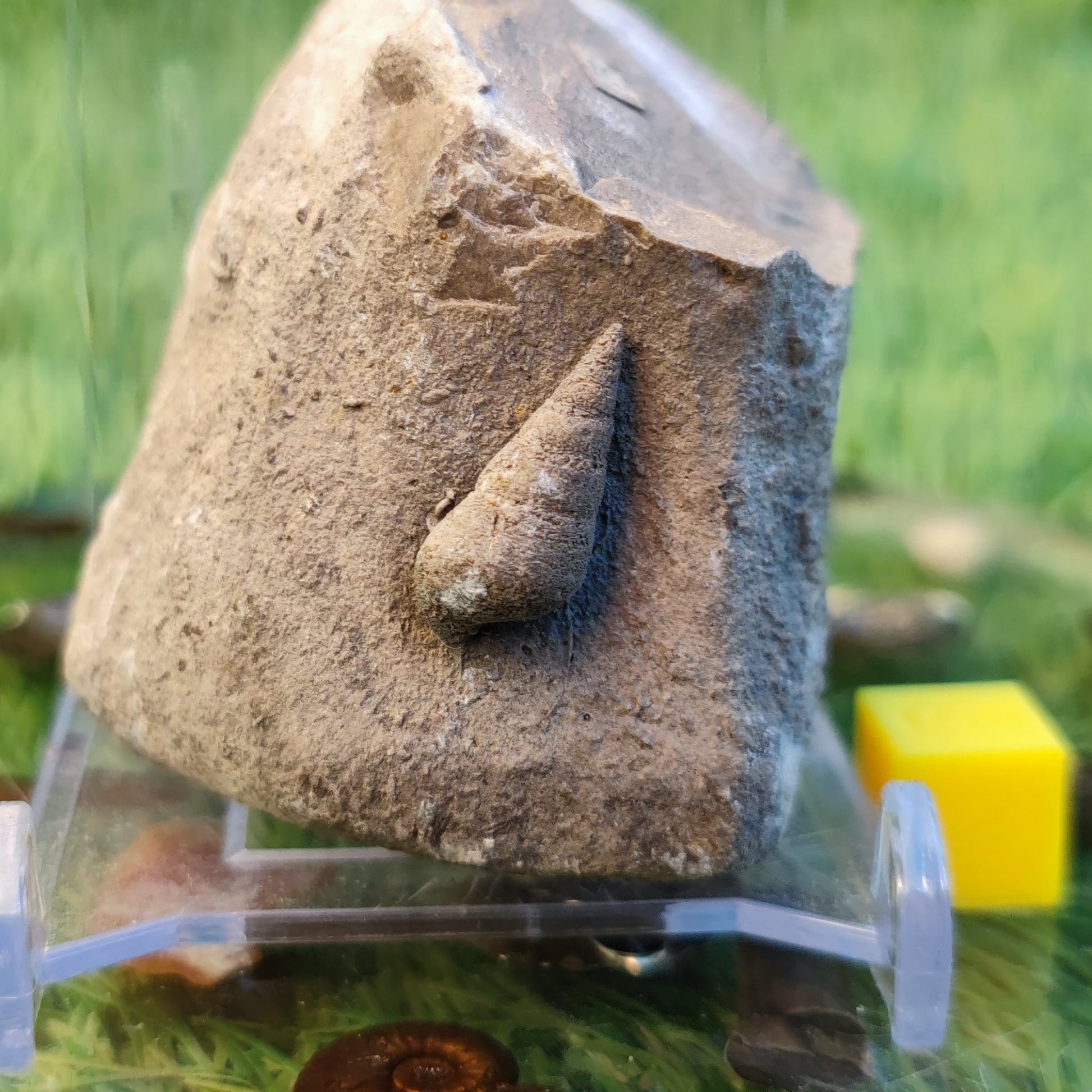 Free standing gastropod fossil - North Yorkshire Fossils
