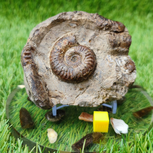 Grammoceras ammonite fossil North Yorkshire UK - North Yorkshire Fossils