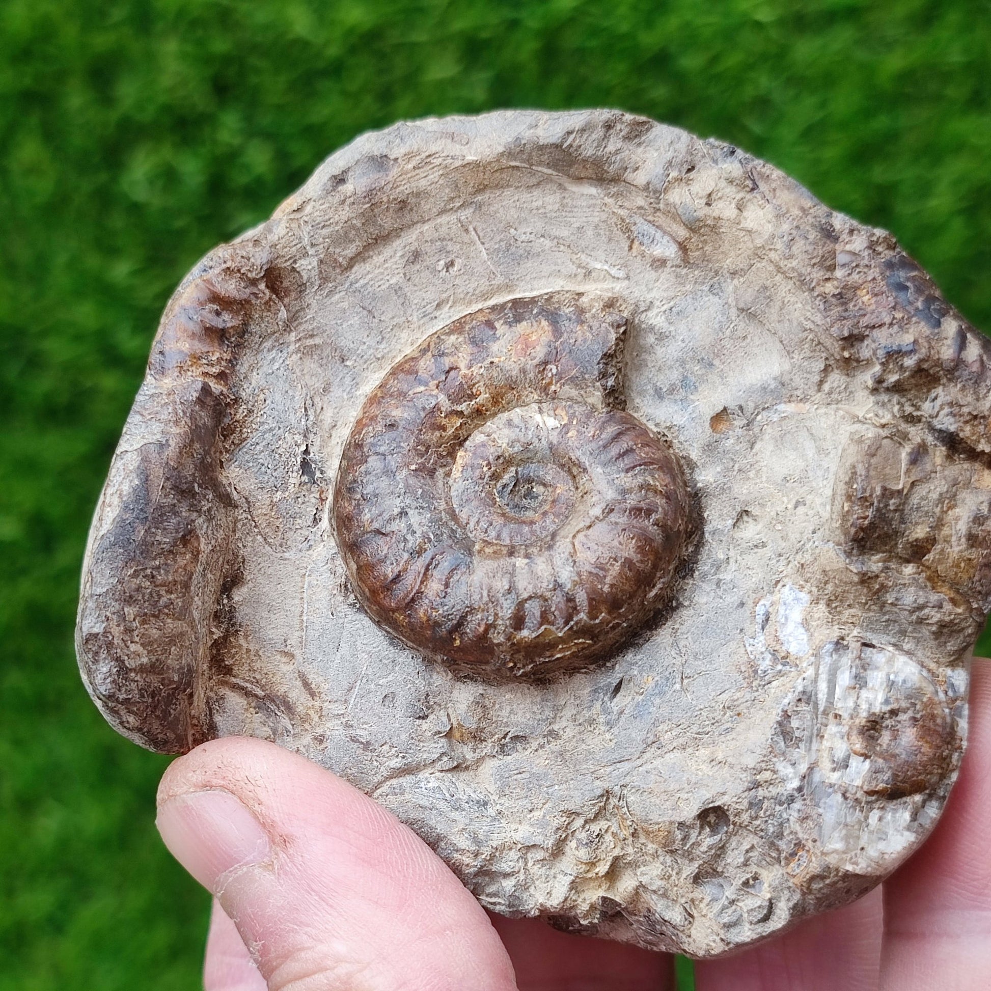 Grammoceras ammonite fossil North Yorkshire UK - North Yorkshire Fossils
