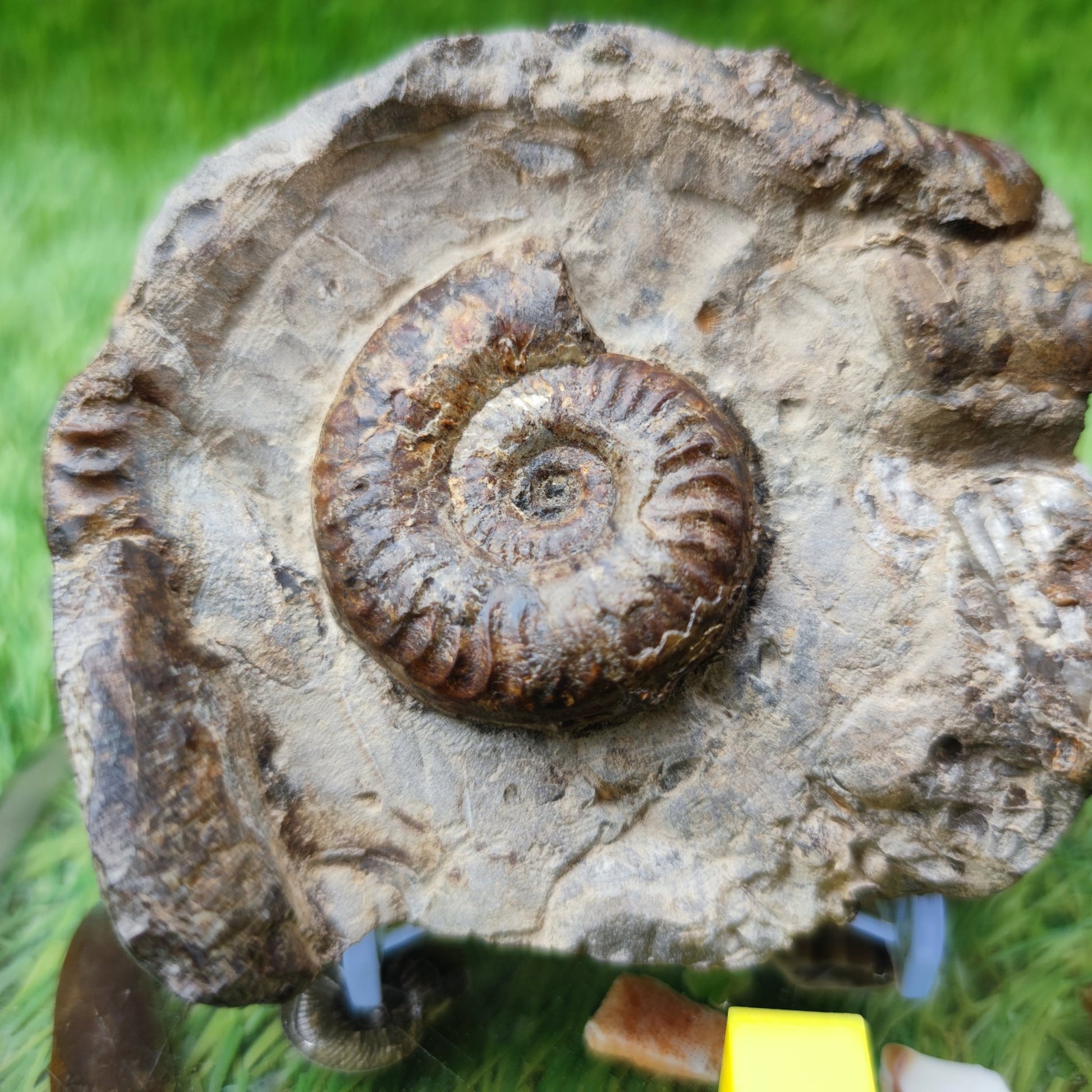 Grammoceras ammonite fossil North Yorkshire UK - North Yorkshire Fossils