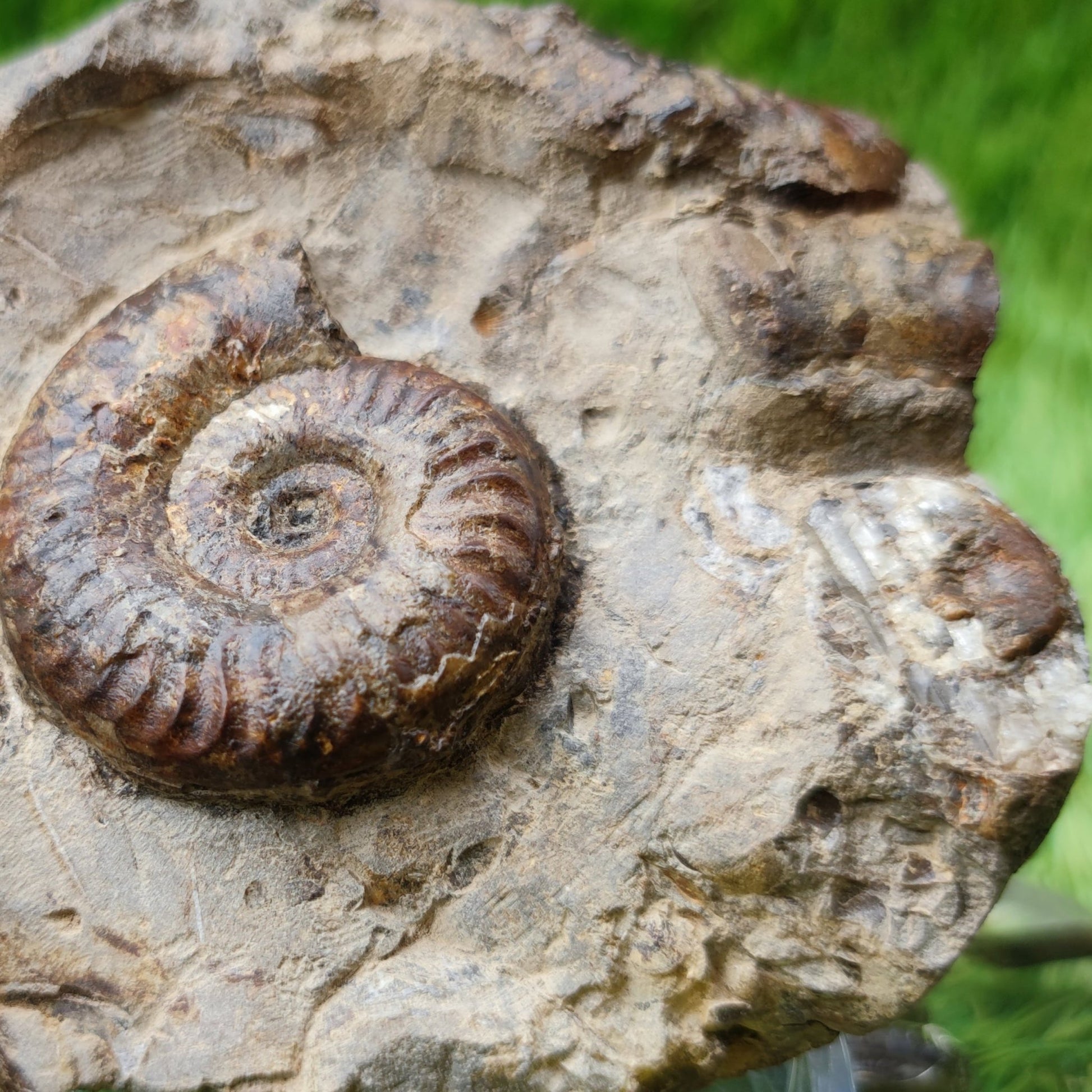 Grammoceras ammonite fossil North Yorkshire UK - North Yorkshire Fossils