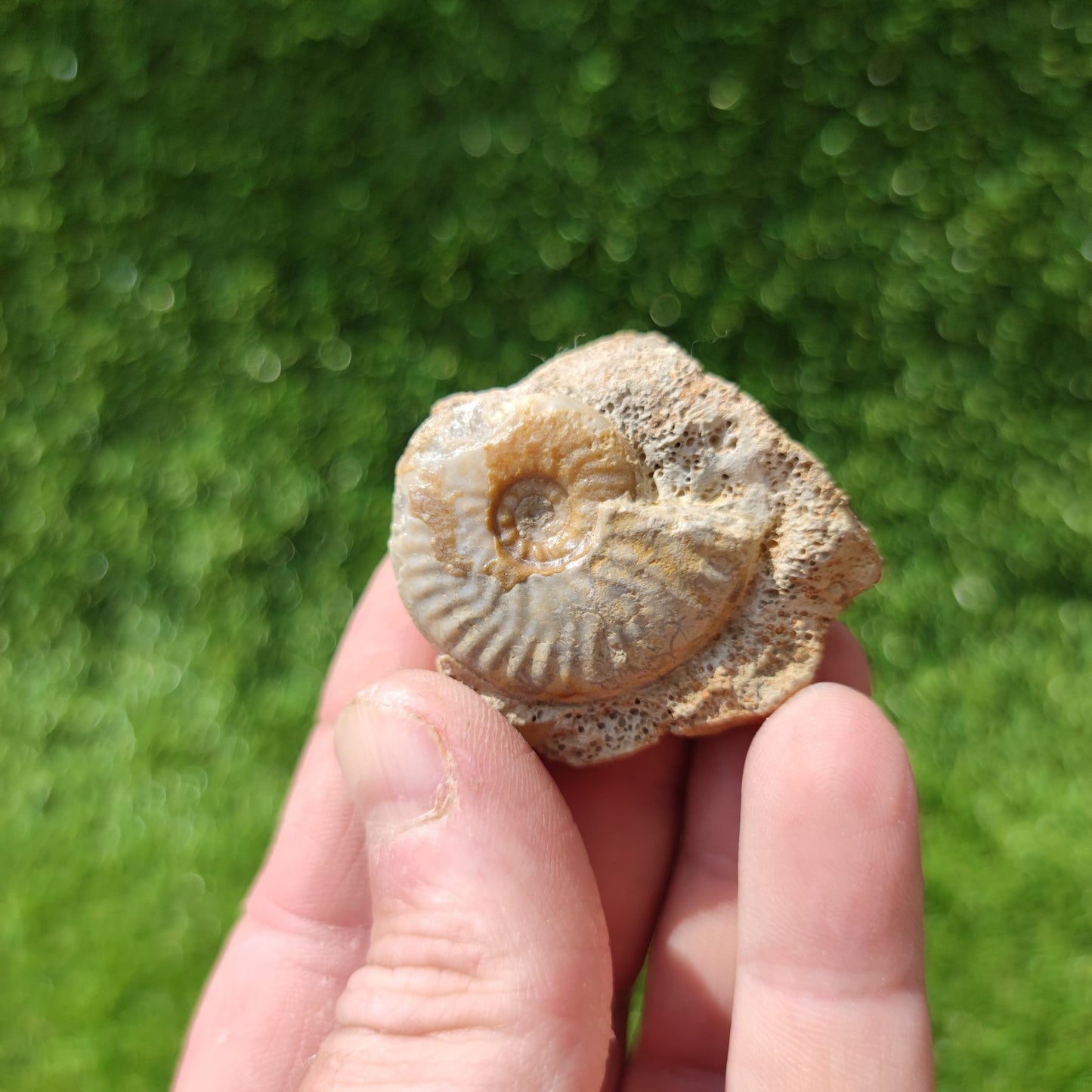 Graphoceras ammonite fossil West bay Dorset - North Yorkshire Fossils