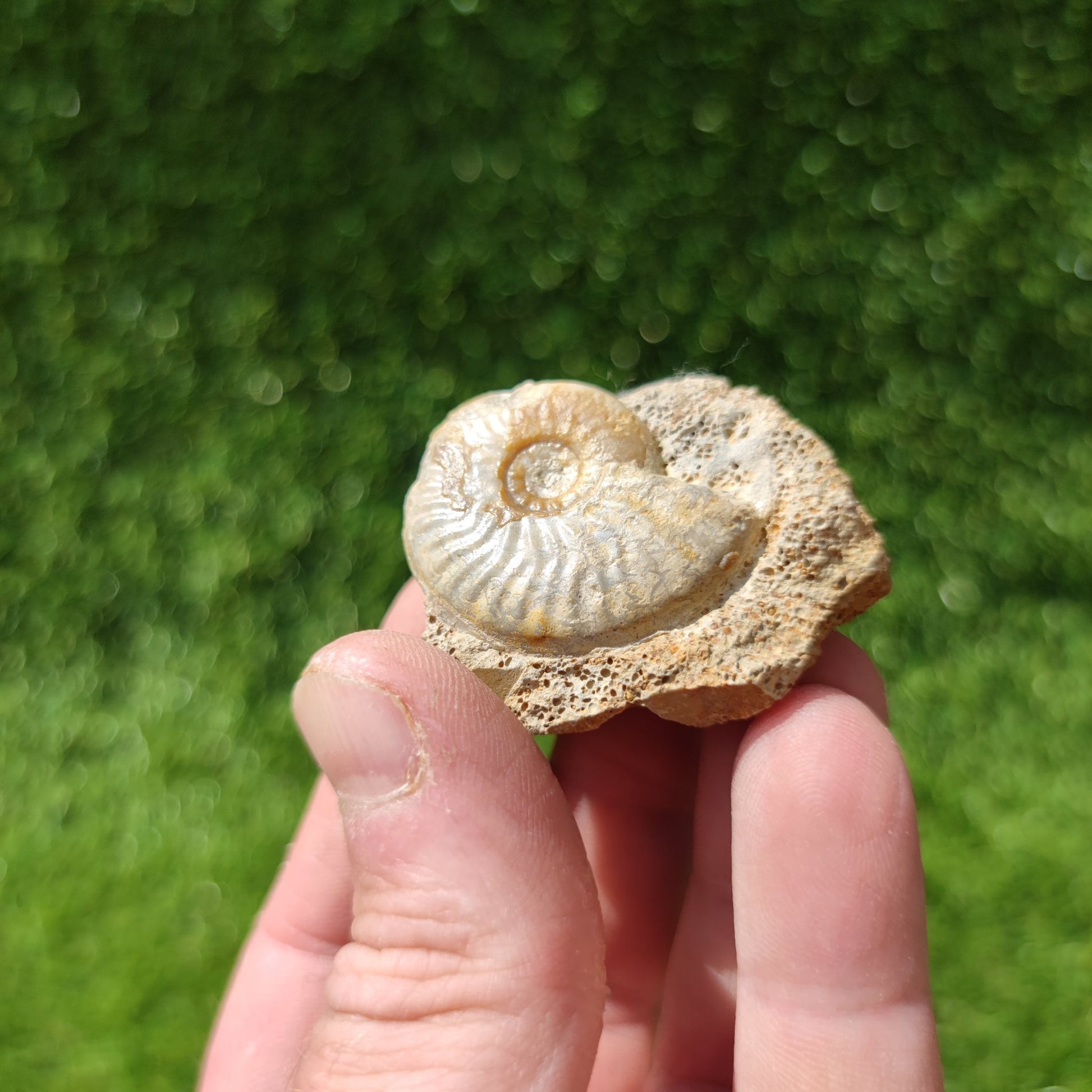 Graphoceras ammonite fossil West bay Dorset - North Yorkshire Fossils