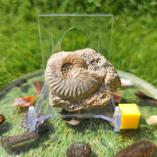 Graphoceras ammonite fossil West bay Dorset - North Yorkshire Fossils