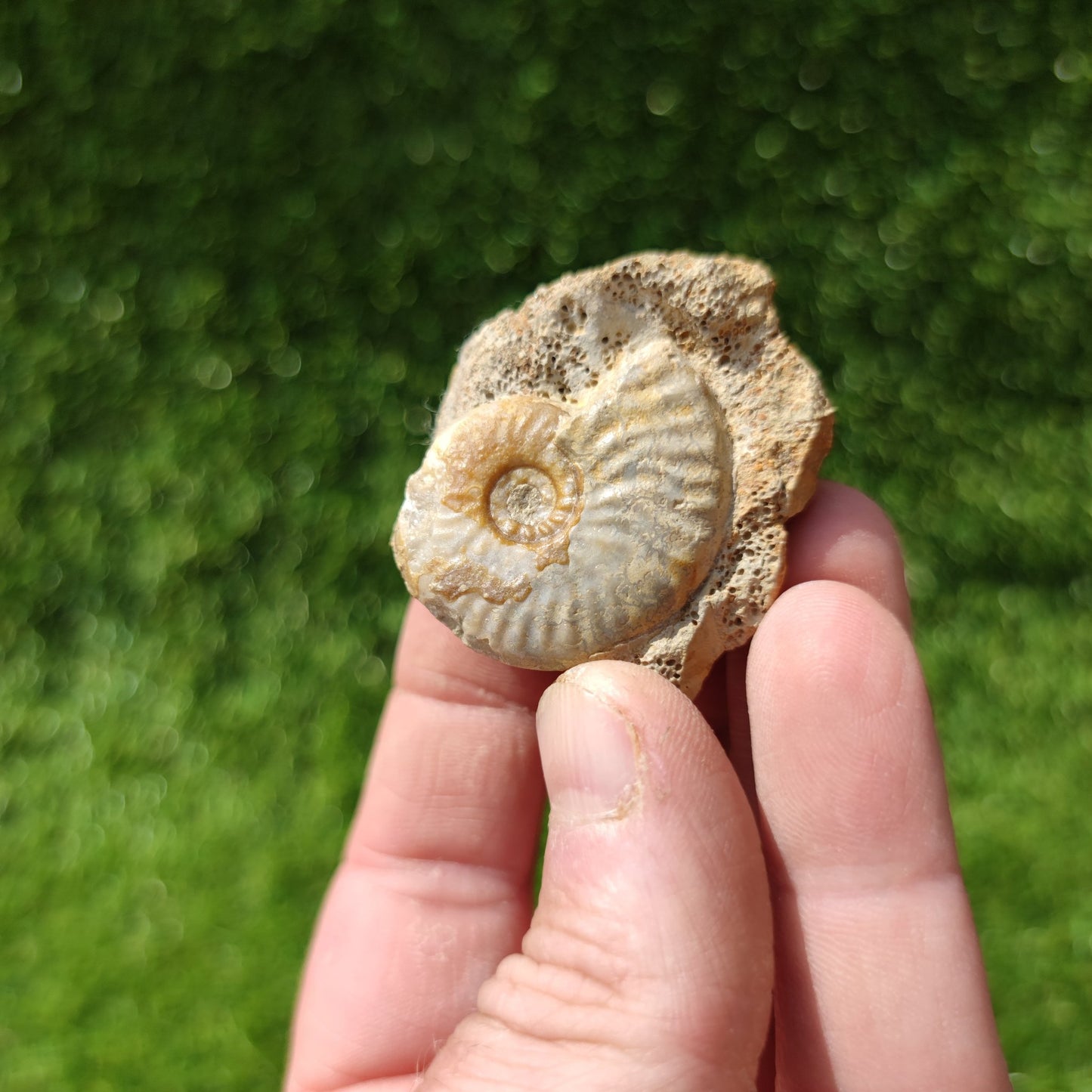 Graphoceras ammonite fossil West bay Dorset - North Yorkshire Fossils