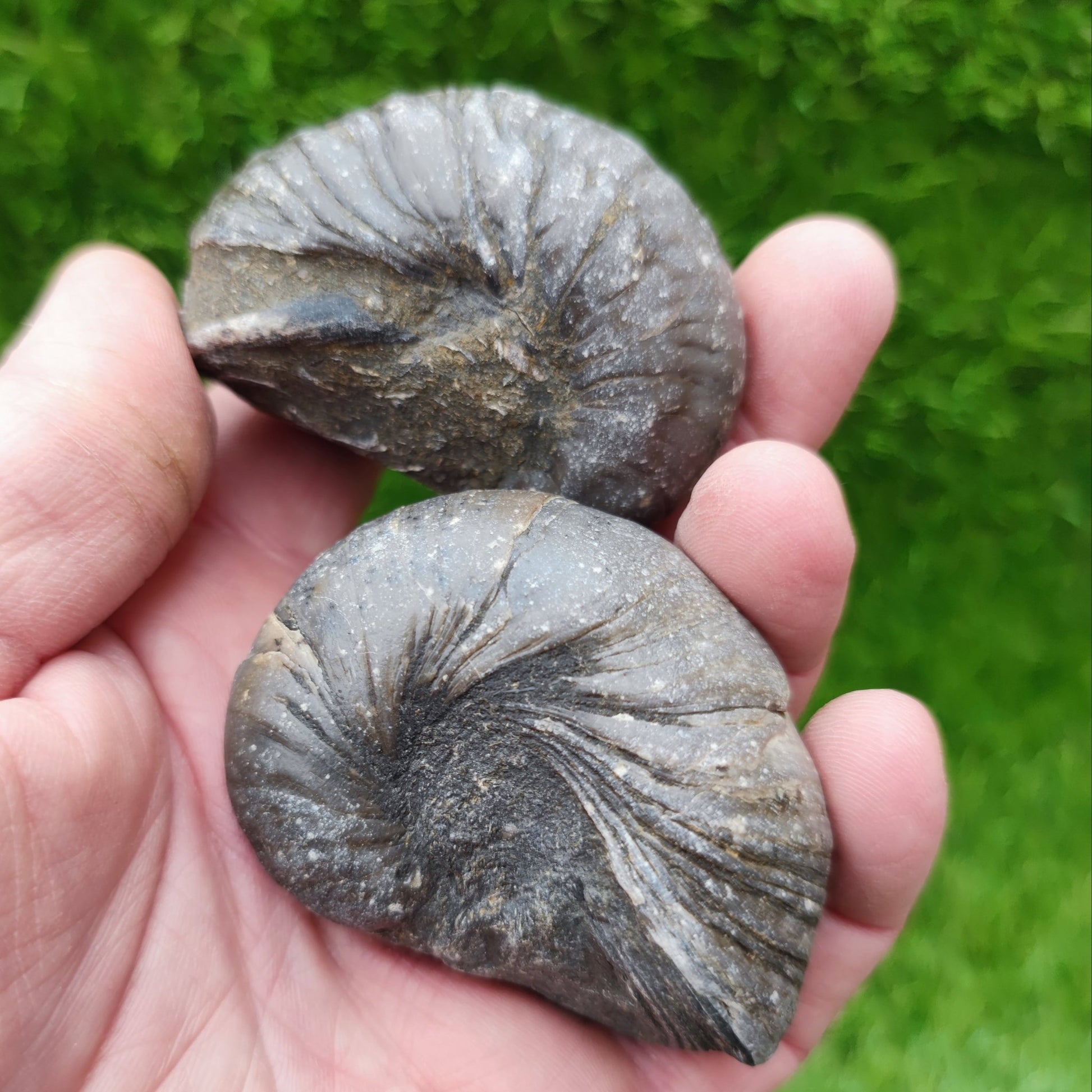 Gryphea devils toe nail fossil bundle - North Yorkshire Fossils