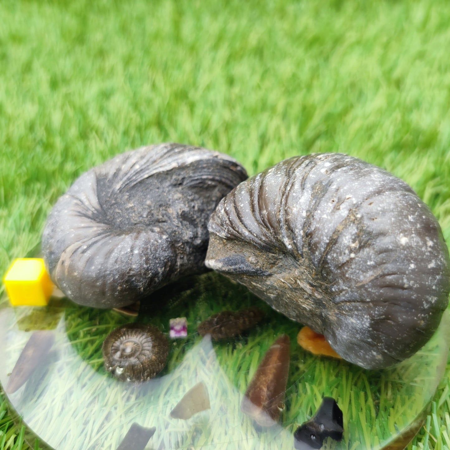 Gryphea devils toe nail fossil bundle - North Yorkshire Fossils