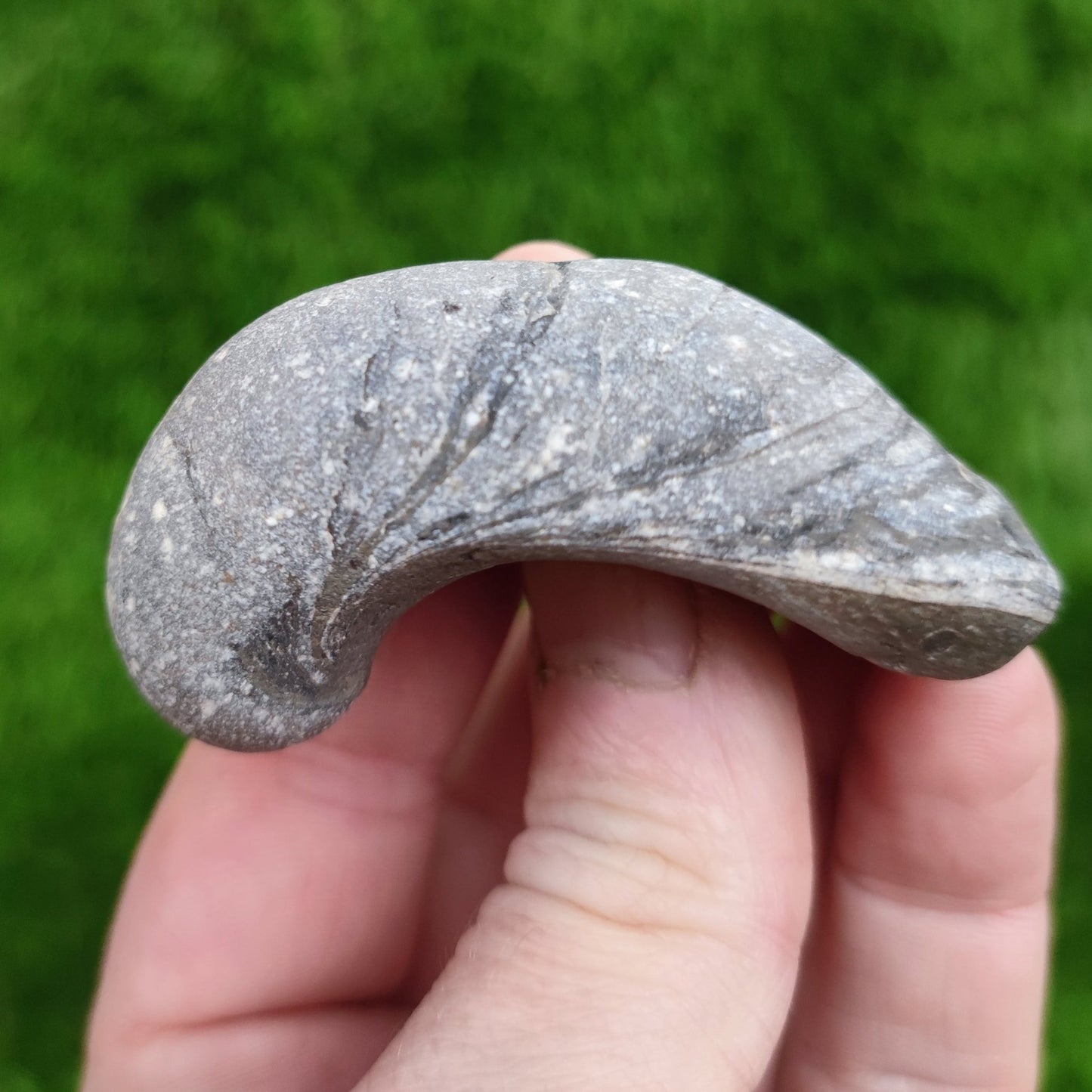 Gryphea fossil bundle North Yorkshire Fossils - North Yorkshire Fossils