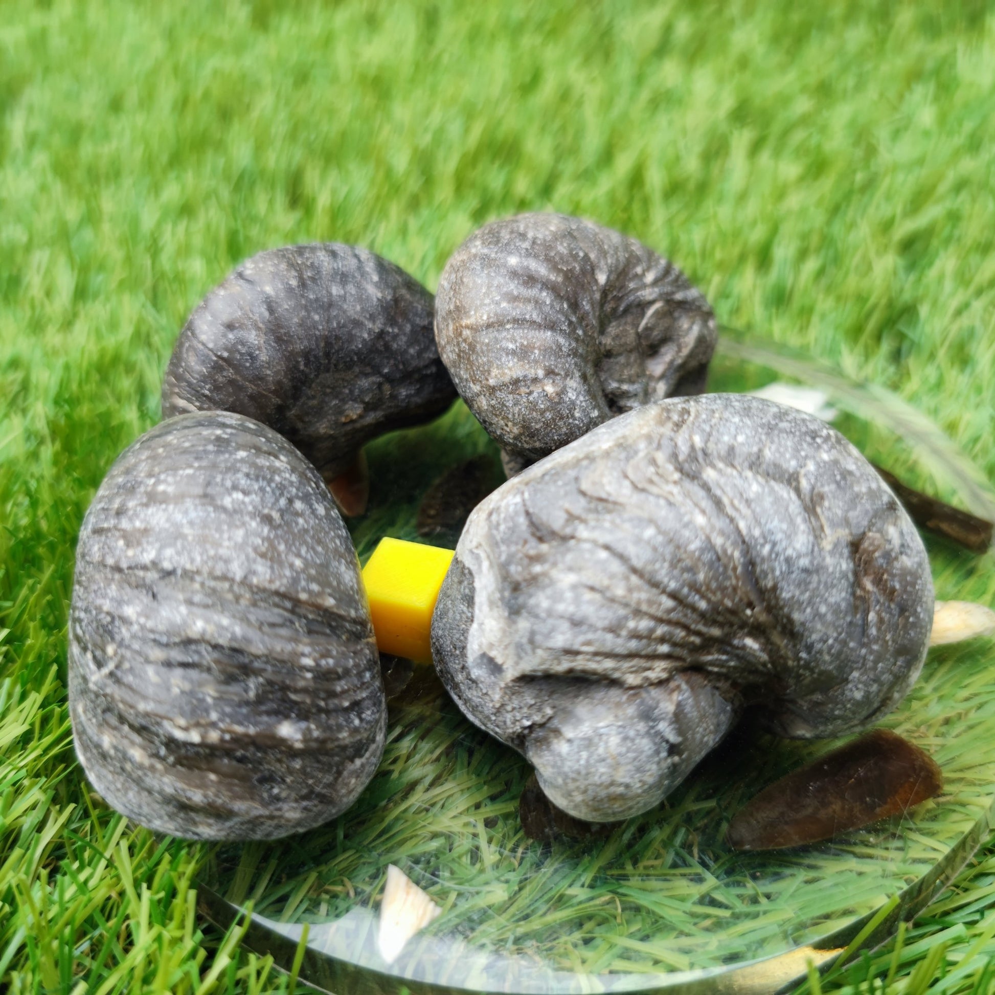 Gryphea fossil bundle North Yorkshire fossils UK - North Yorkshire Fossils