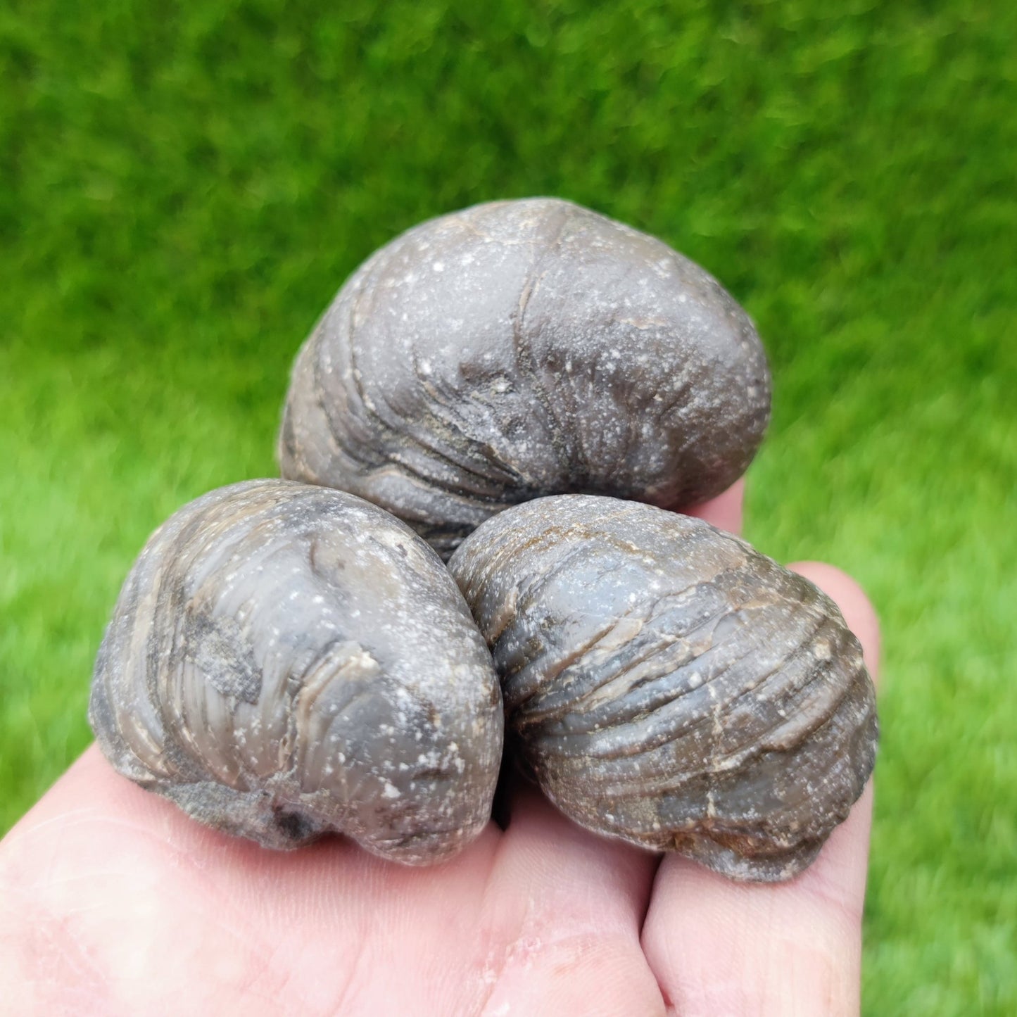 Gryphea fossil bundle North Yorkshire Fossils UK - North Yorkshire Fossils