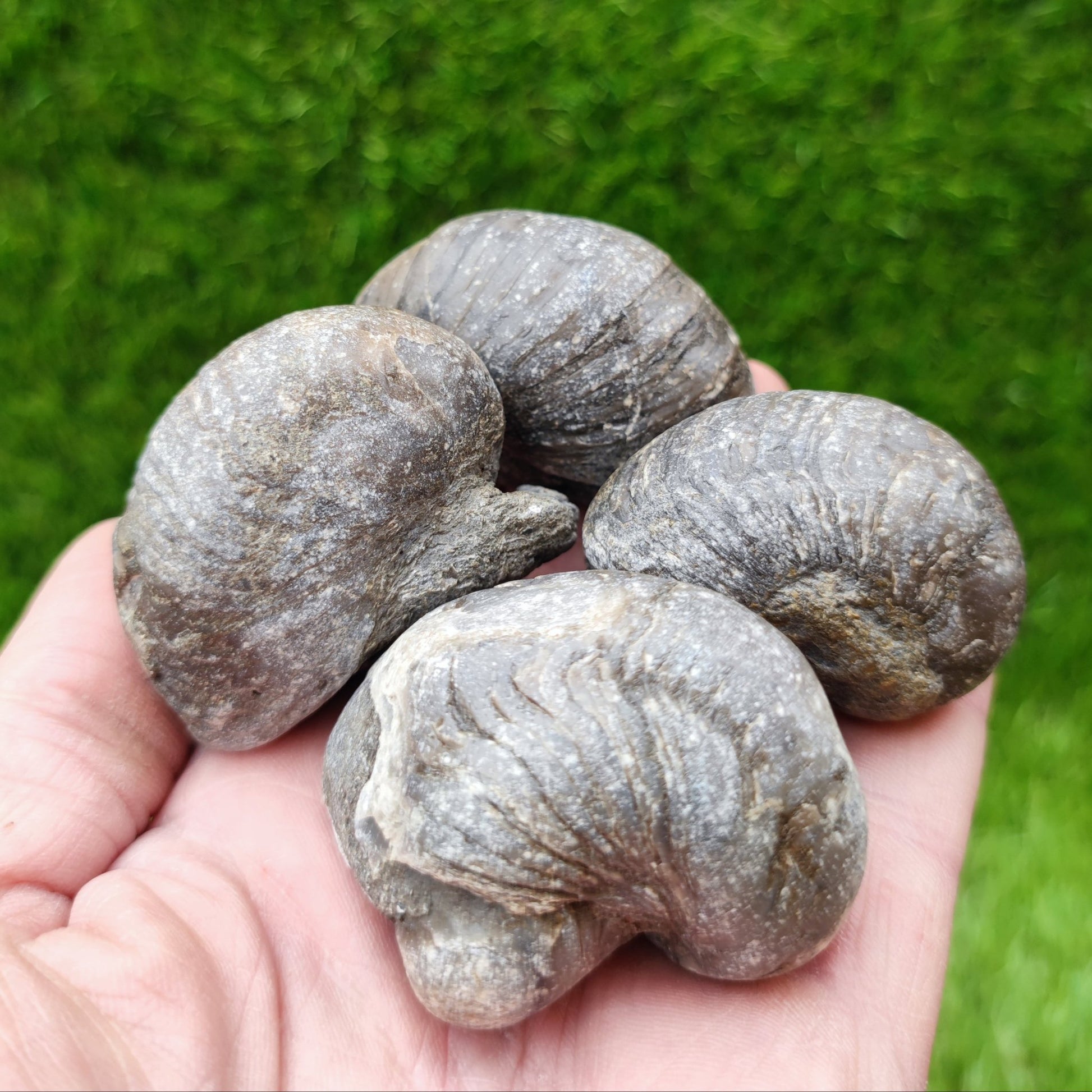 Gryphea fossil bundle North Yorkshire fossils UK - North Yorkshire Fossils