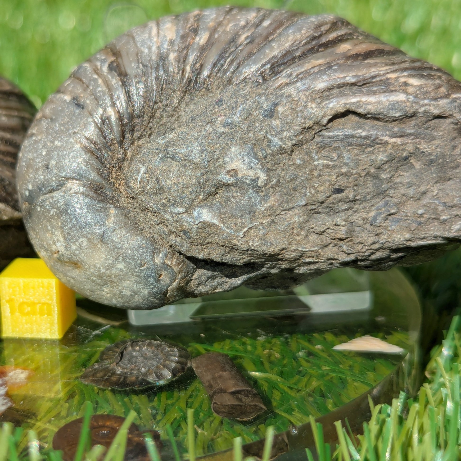 Gryphea fossil bundle of UK fossils - North Yorkshire Fossils