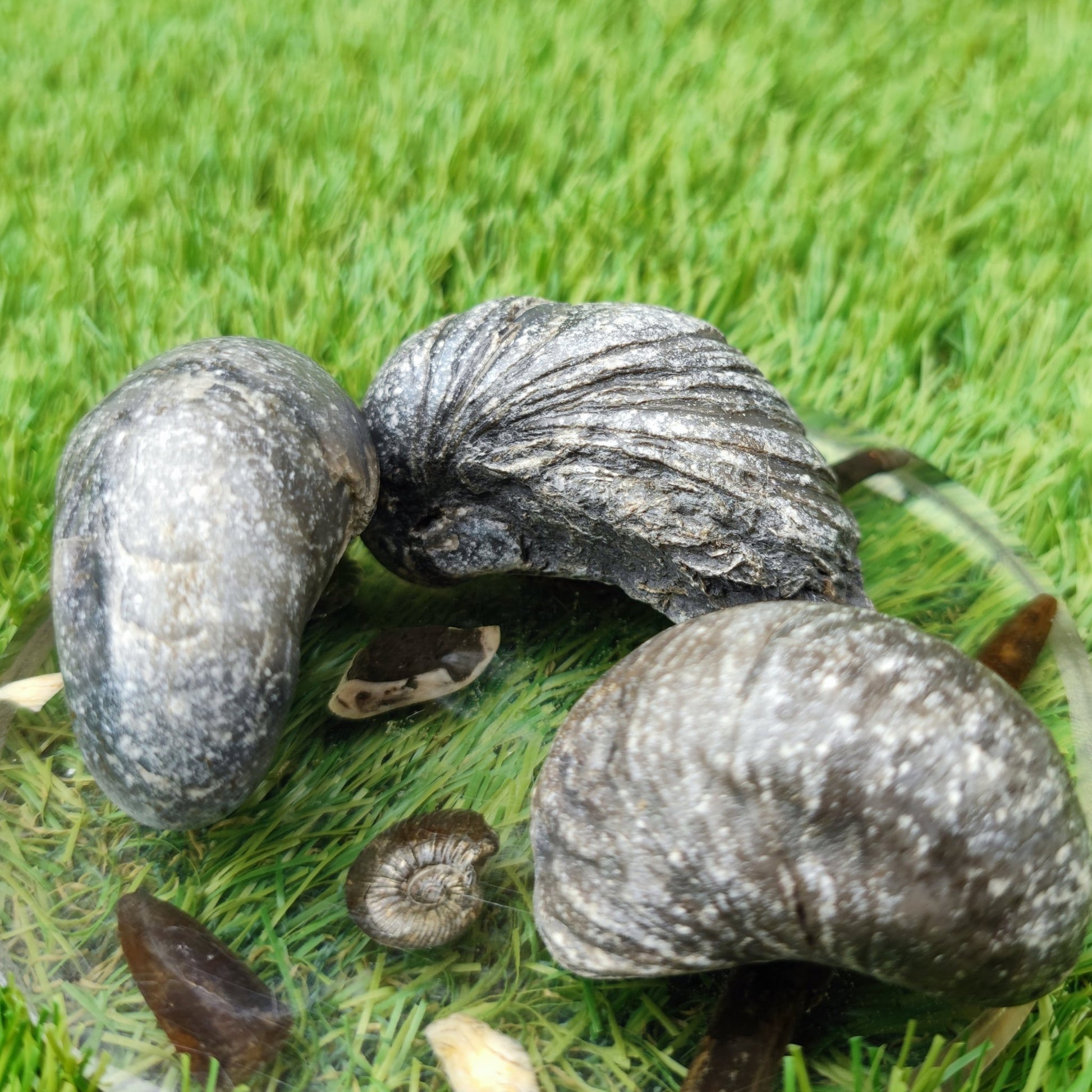 Gryphea fossil bundle of UK Fossils - North Yorkshire Fossils
