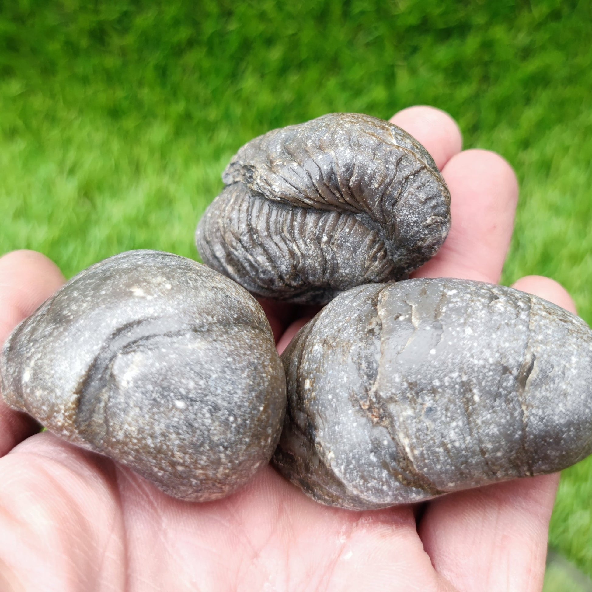 Gryphea fossil bundle of UK Fossils - North Yorkshire Fossils