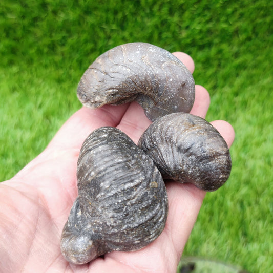 Gryphea fossil bundle of UK fossils - North Yorkshire Fossils