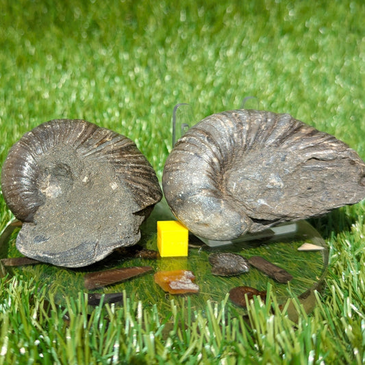 Gryphea fossil bundle of UK fossils - North Yorkshire Fossils