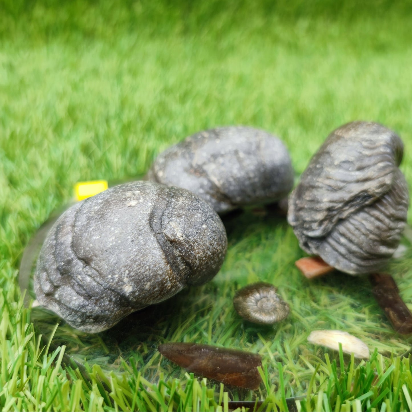 Gryphea fossil bundle of UK Fossils - North Yorkshire Fossils