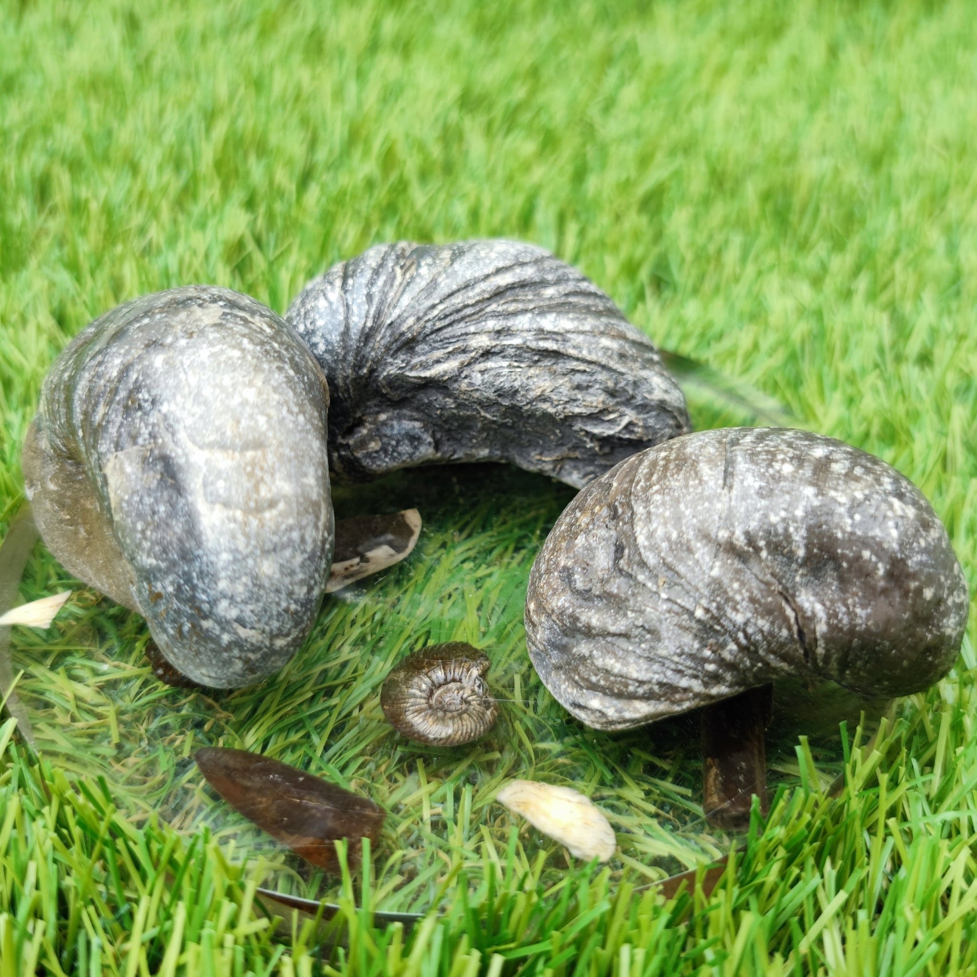 Gryphea fossil bundle of UK Fossils - North Yorkshire Fossils