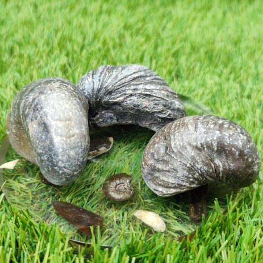 Gryphea fossil bundle of UK Fossils - North Yorkshire Fossils