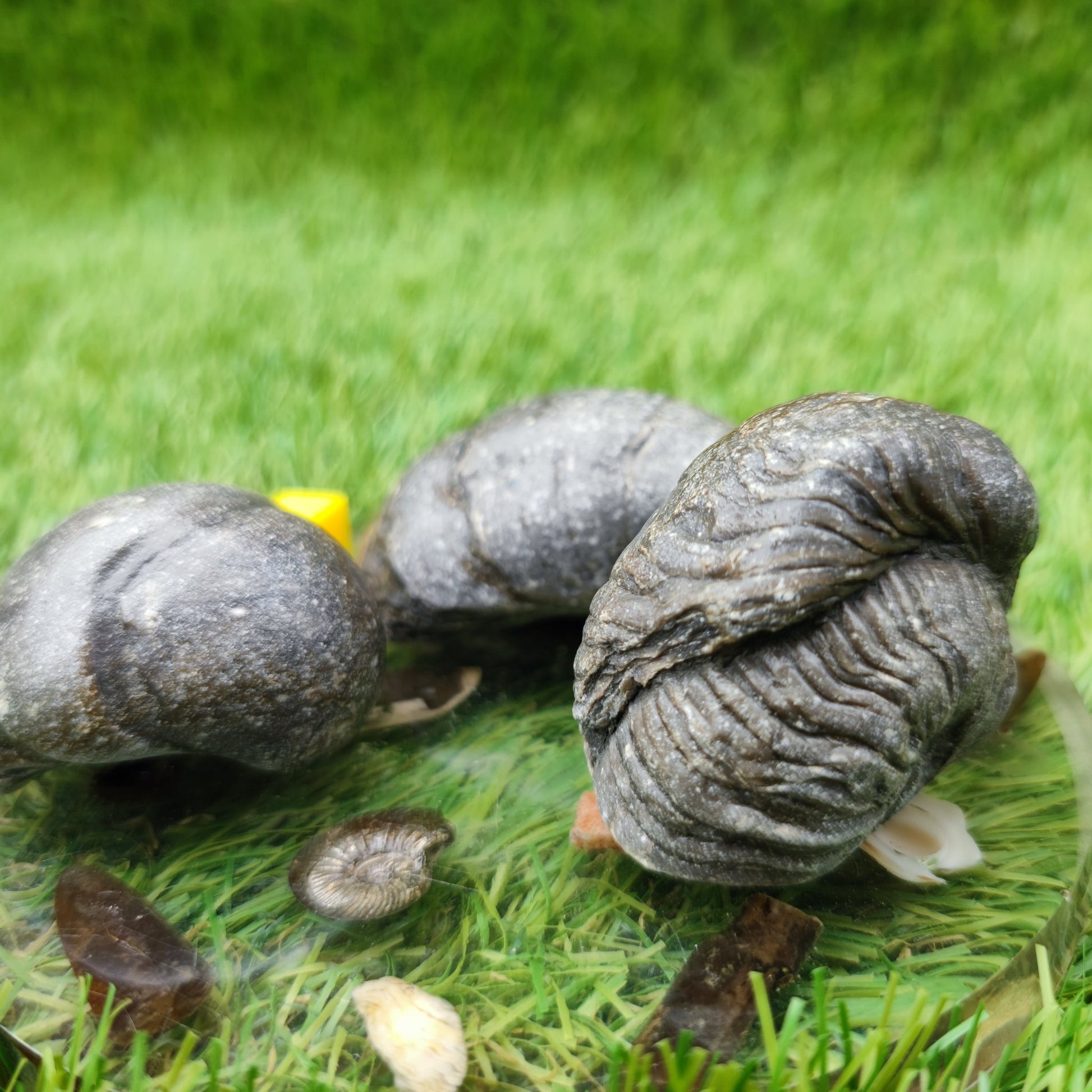 Gryphea fossil bundle of UK Fossils - North Yorkshire Fossils
