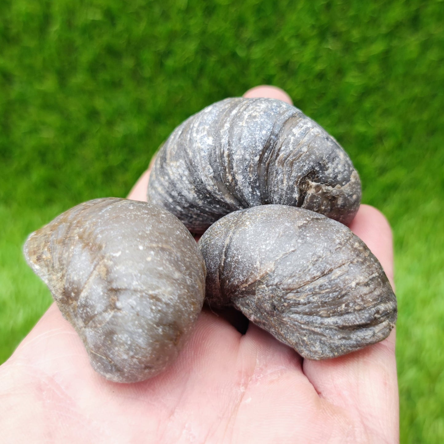 Gryphea fossil bundle of UK fossils - North Yorkshire Fossils