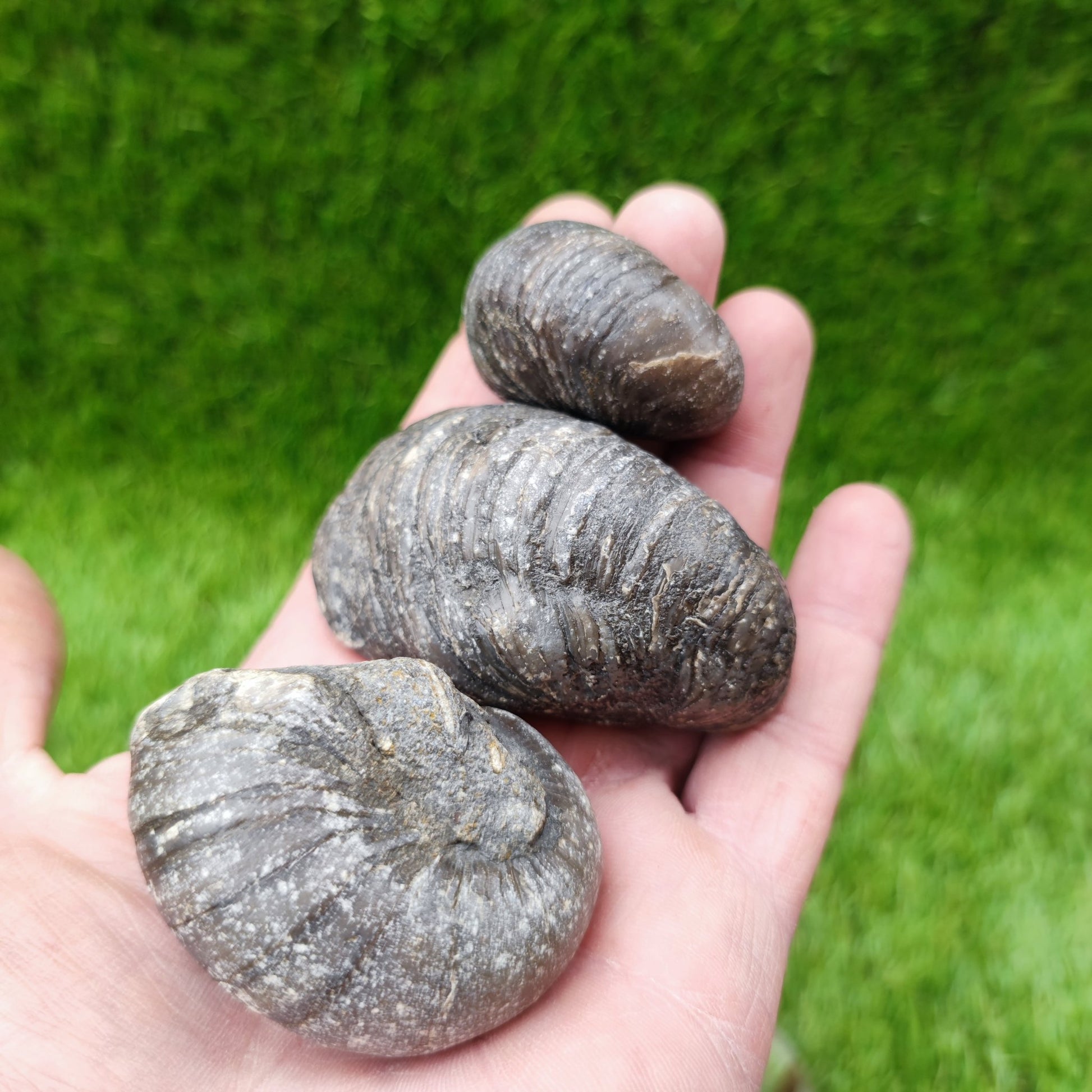 Gryphea fossil bundle of UK fossils - North Yorkshire Fossils