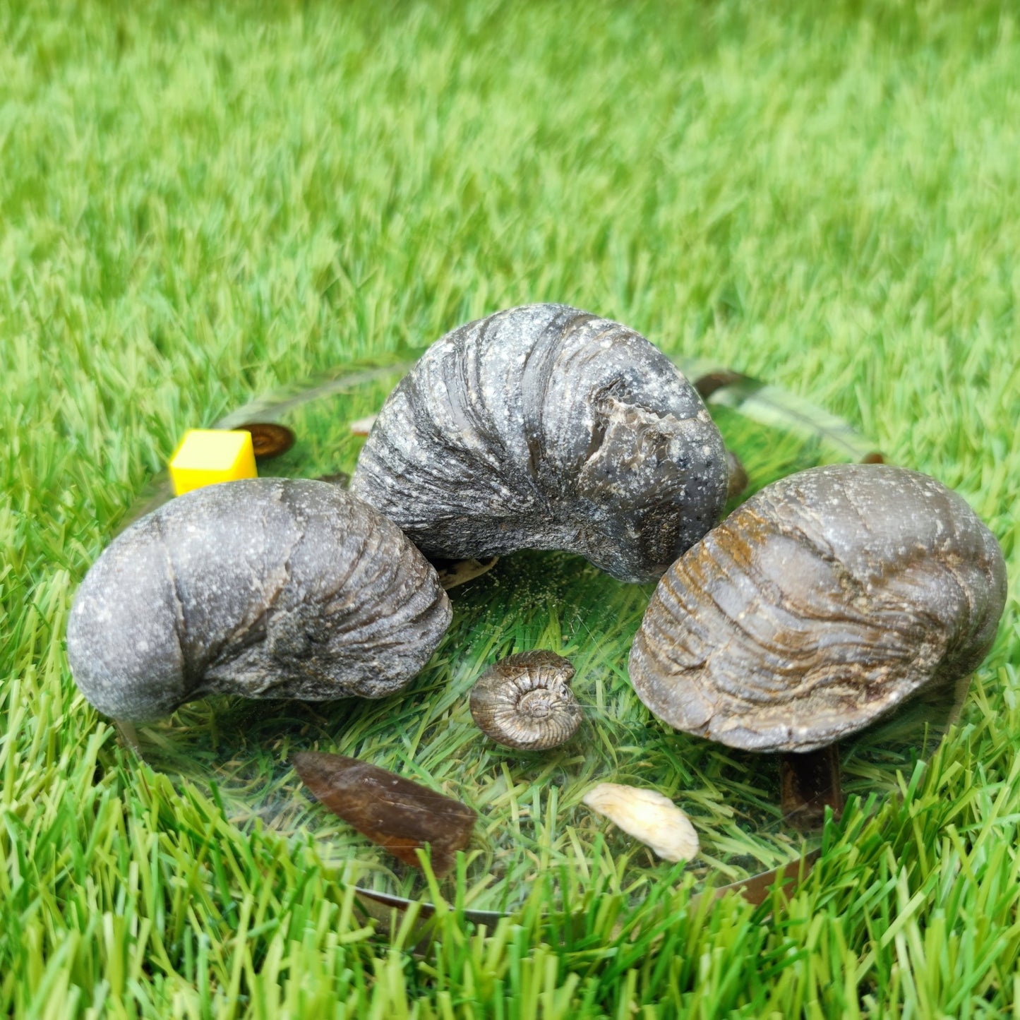 Gryphea fossil bundle of UK fossils - North Yorkshire Fossils