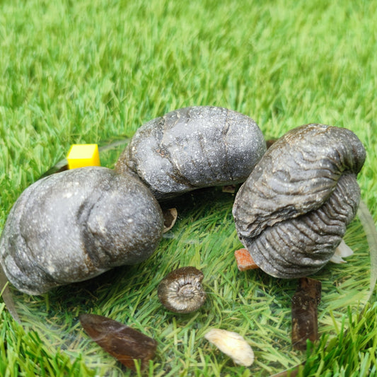 Gryphea fossil bundle of UK Fossils - North Yorkshire Fossils