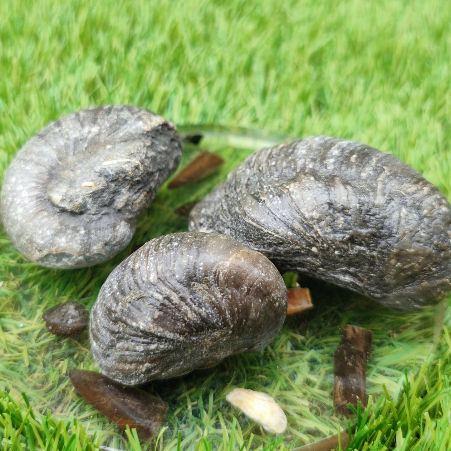 Gryphea fossil bundle of UK fossils - North Yorkshire Fossils