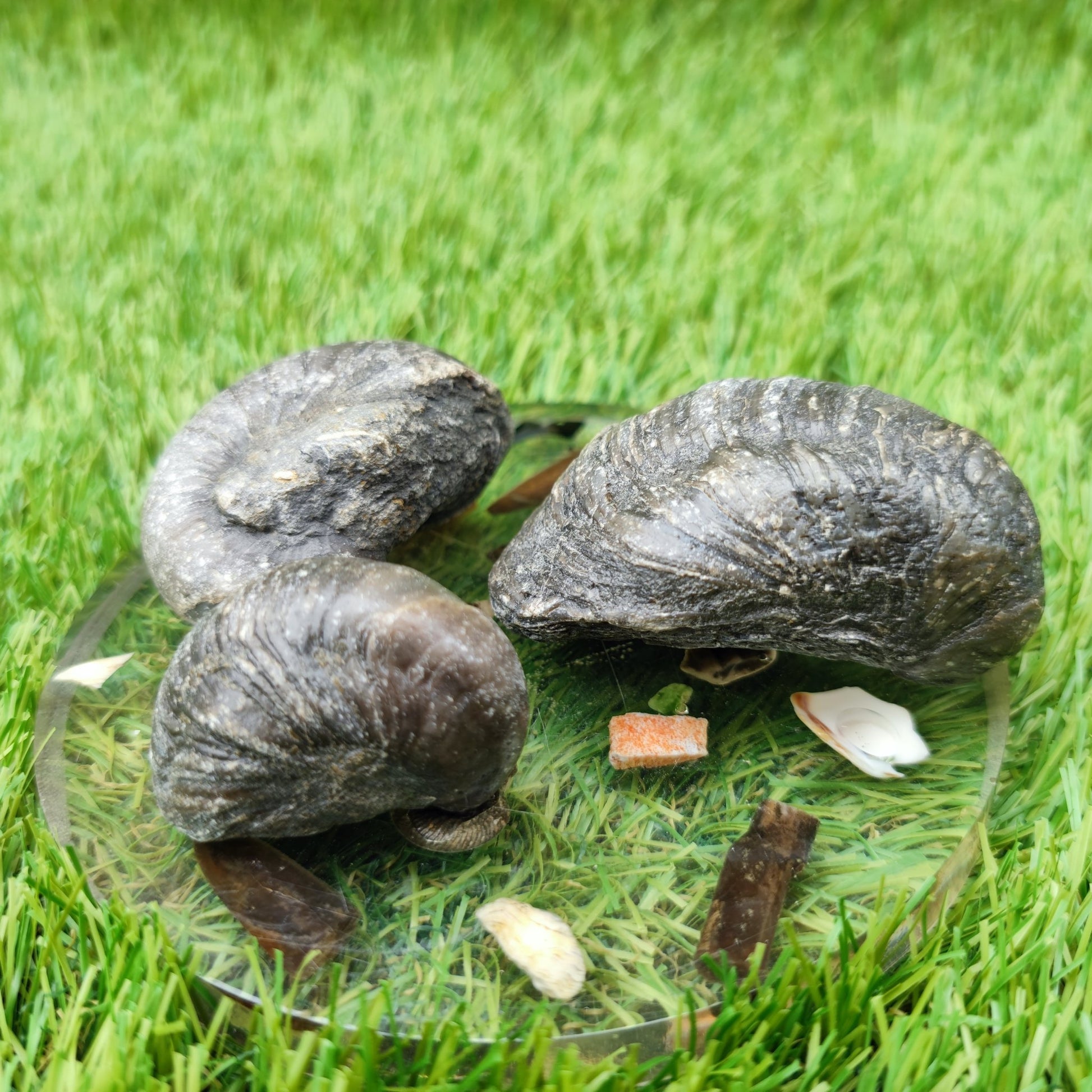 Gryphea fossil bundle of UK fossils - North Yorkshire Fossils