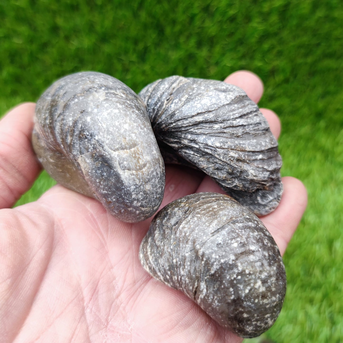 Gryphea fossil bundle of UK Fossils - North Yorkshire Fossils