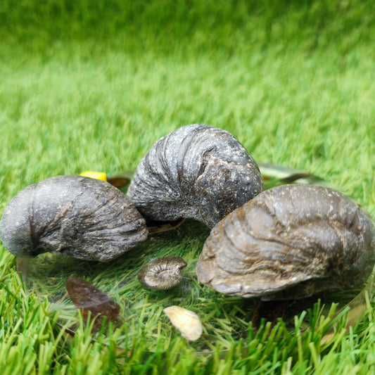 Gryphea fossil bundle of UK fossils - North Yorkshire Fossils