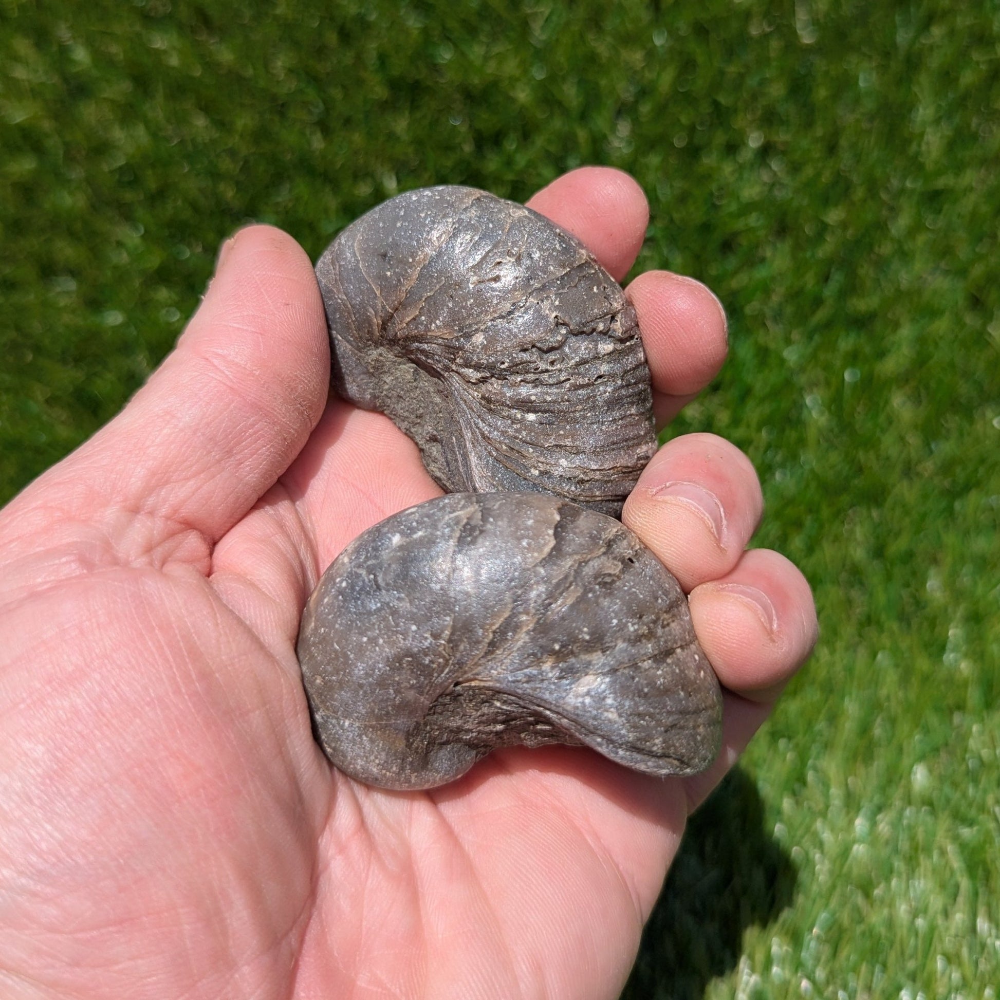 Gryphea fossil bundle of UK fossils - North Yorkshire Fossils