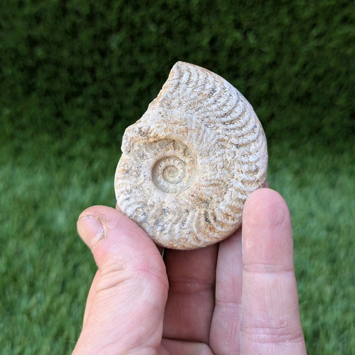 Harpoceras ammonite fossil found in Ilminster, Somerset - North Yorkshire Fossils