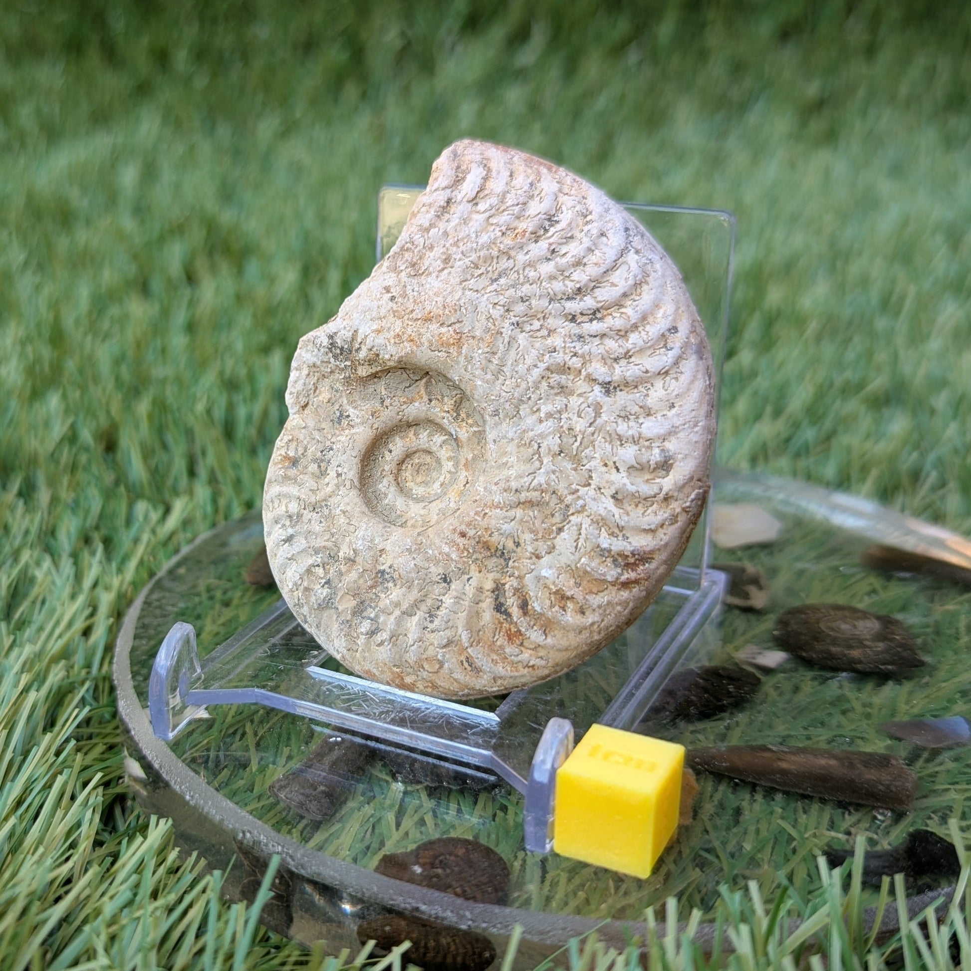 Harpoceras ammonite fossil found in Ilminster, Somerset - North Yorkshire Fossils