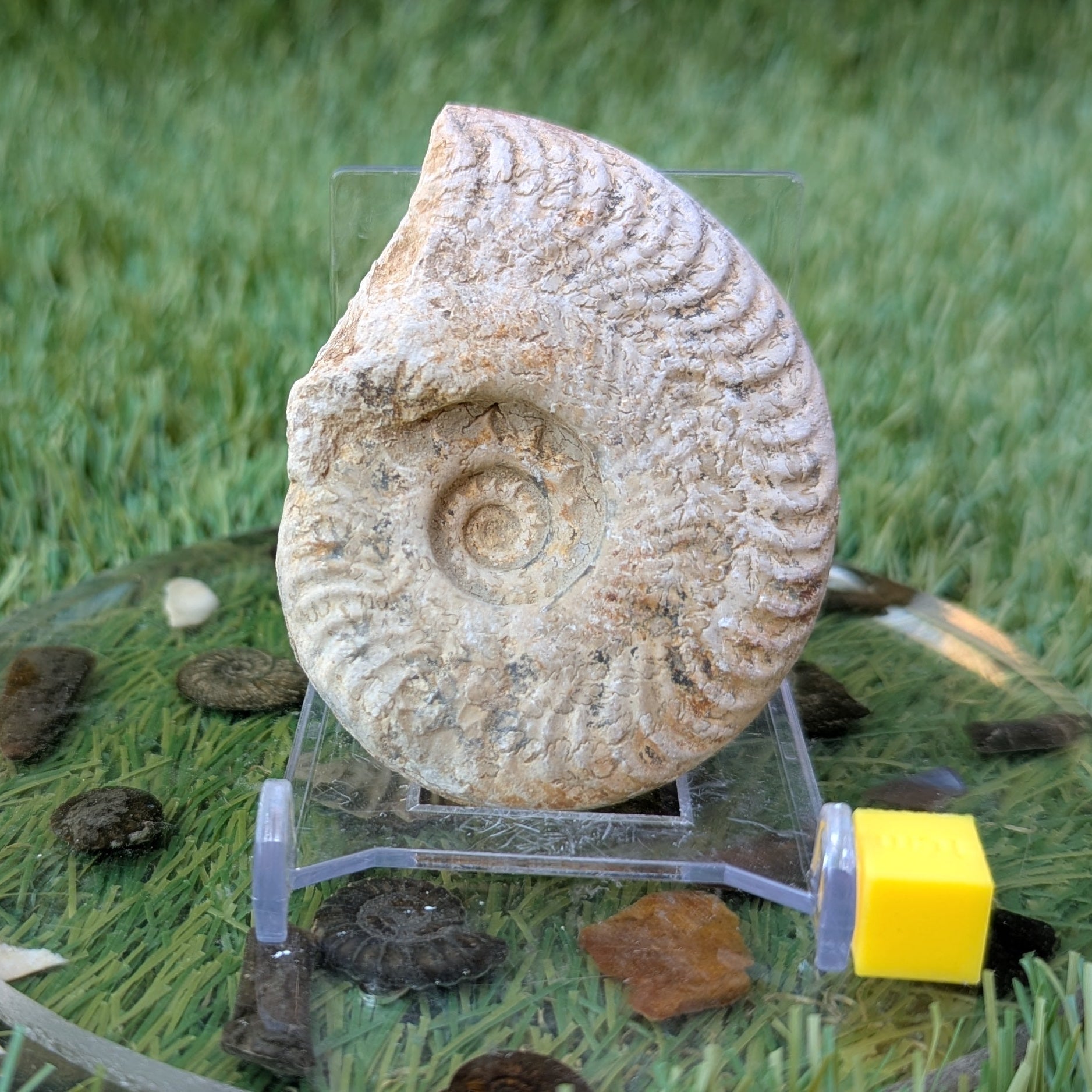 Harpoceras ammonite fossil found in Ilminster, Somerset - North Yorkshire Fossils