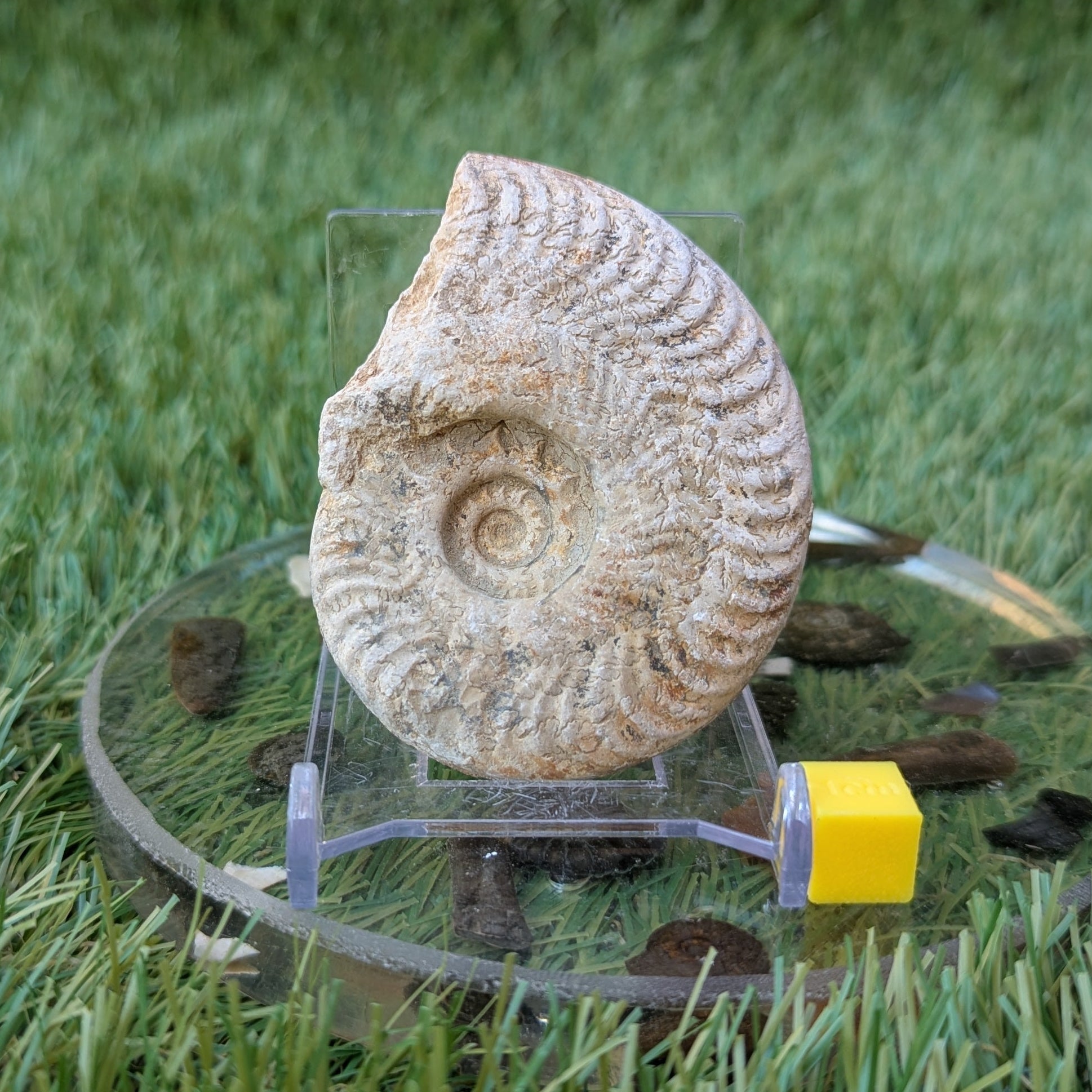 Harpoceras ammonite fossil found in Ilminster, Somerset - North Yorkshire Fossils