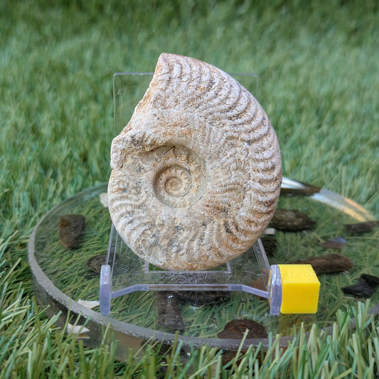 Harpoceras ammonite fossil found in Ilminster, Somerset - North Yorkshire Fossils