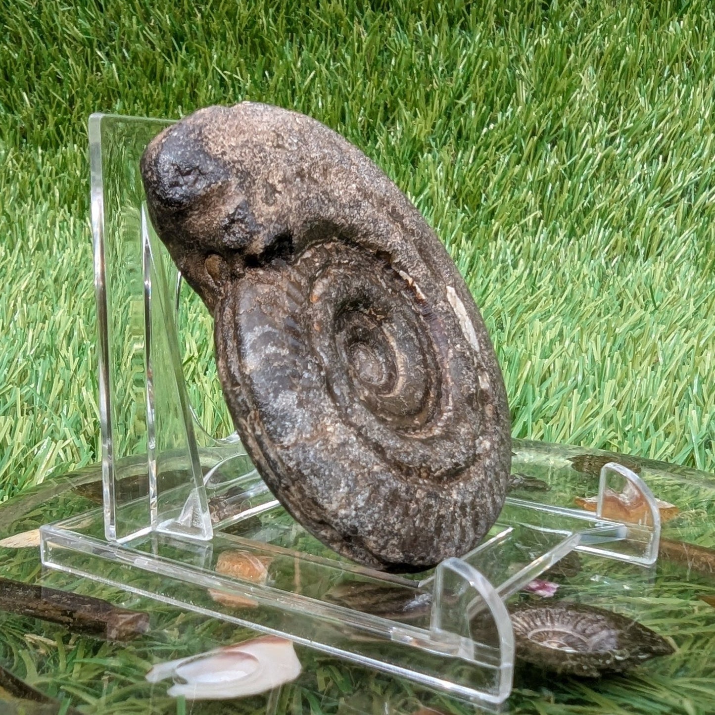 Hildoceras ammonite 3D matrix free North Yorkshire fossils - North Yorkshire Fossils
