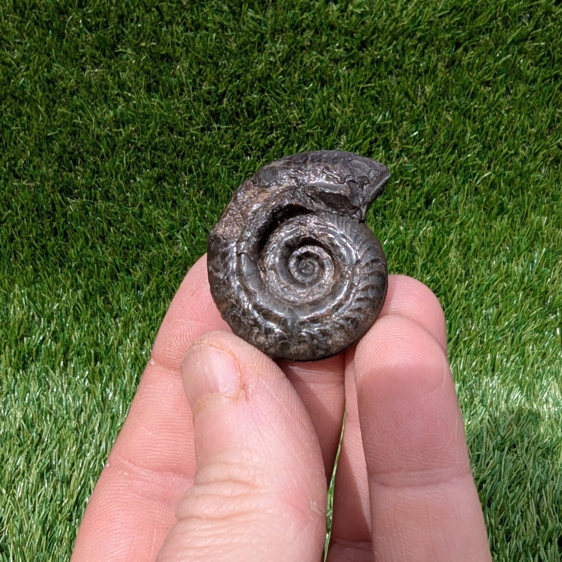 Hildoceras ammonite 3D matrix free North Yorkshire fossils - North Yorkshire Fossils